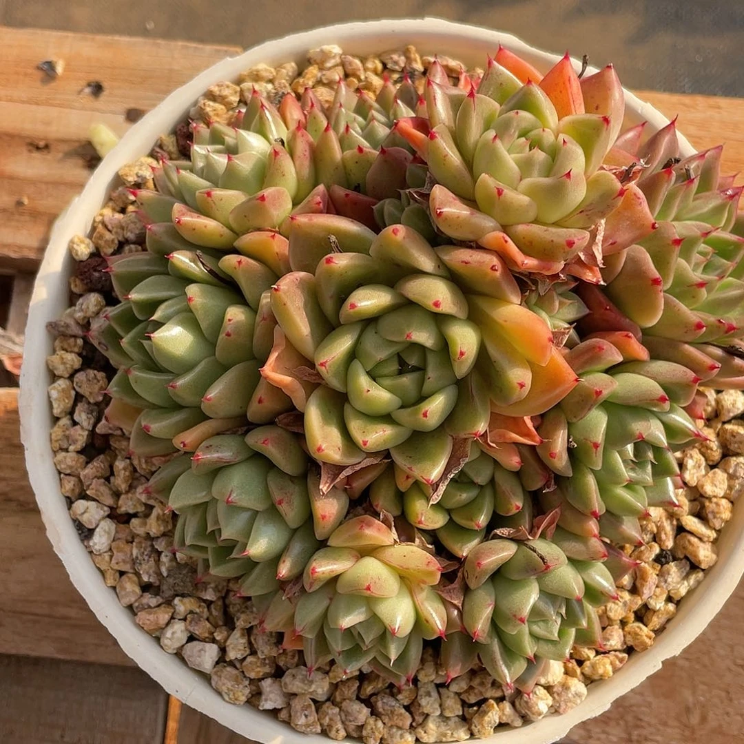 多肉植物一物一拍