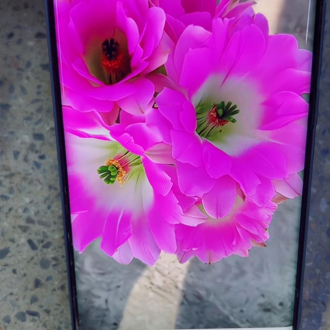 下25粉复色水仙软歪无根侧芽3公分左右20包邮