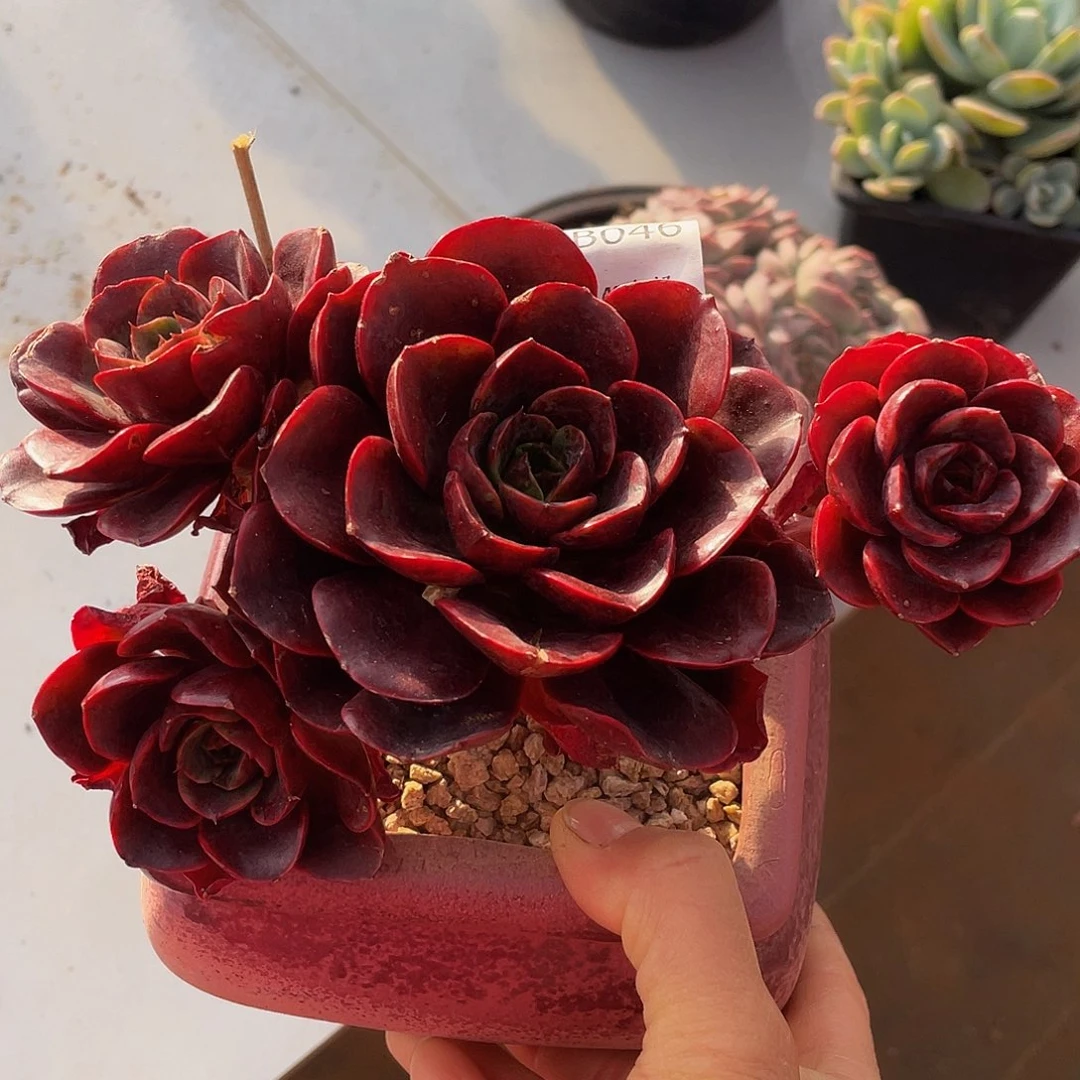 克劳斯群生046 多肉多肉多肉