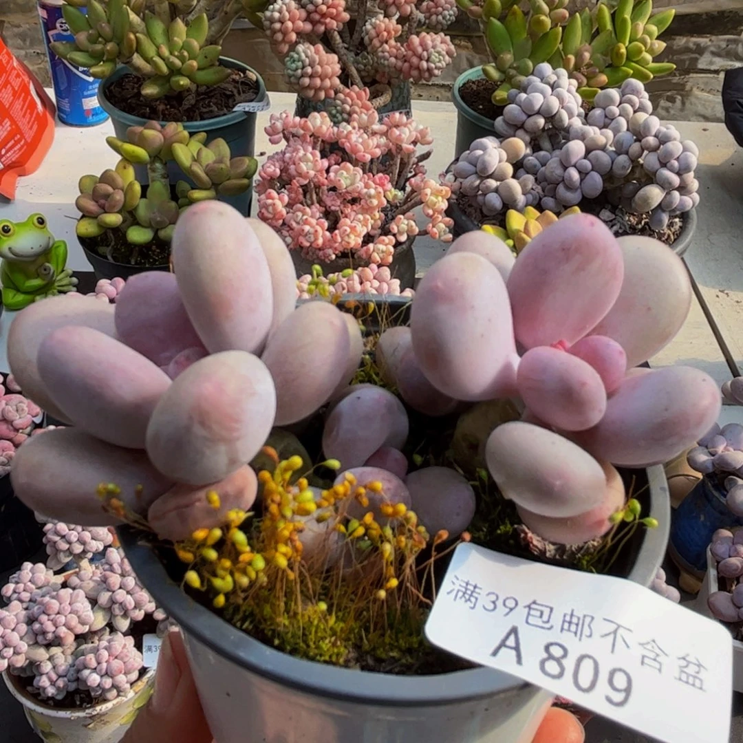 809蛋黄奶8cm多肉植物