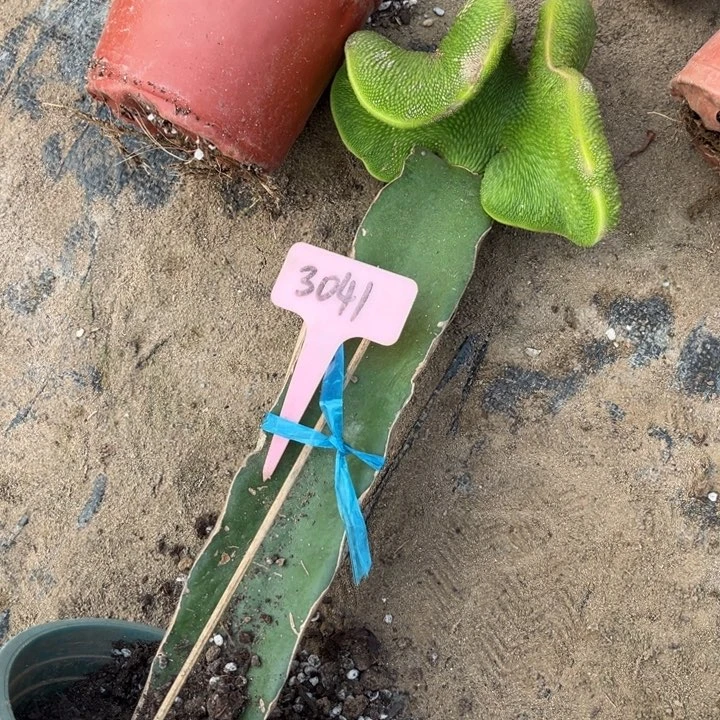 青蛇缀化有斑无售后3041