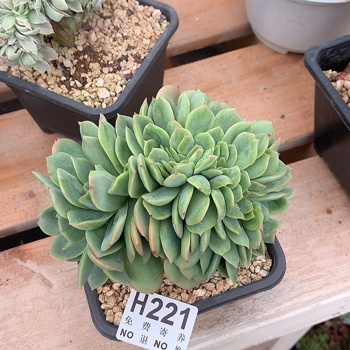 东云杂白凤缀化 高板子 非偏远38包邮节后发