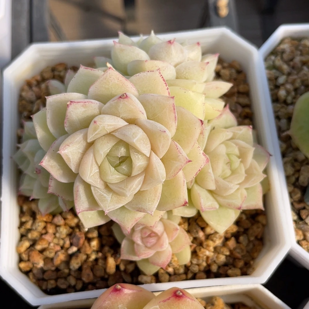 优选玫瑰花女王多肉2646