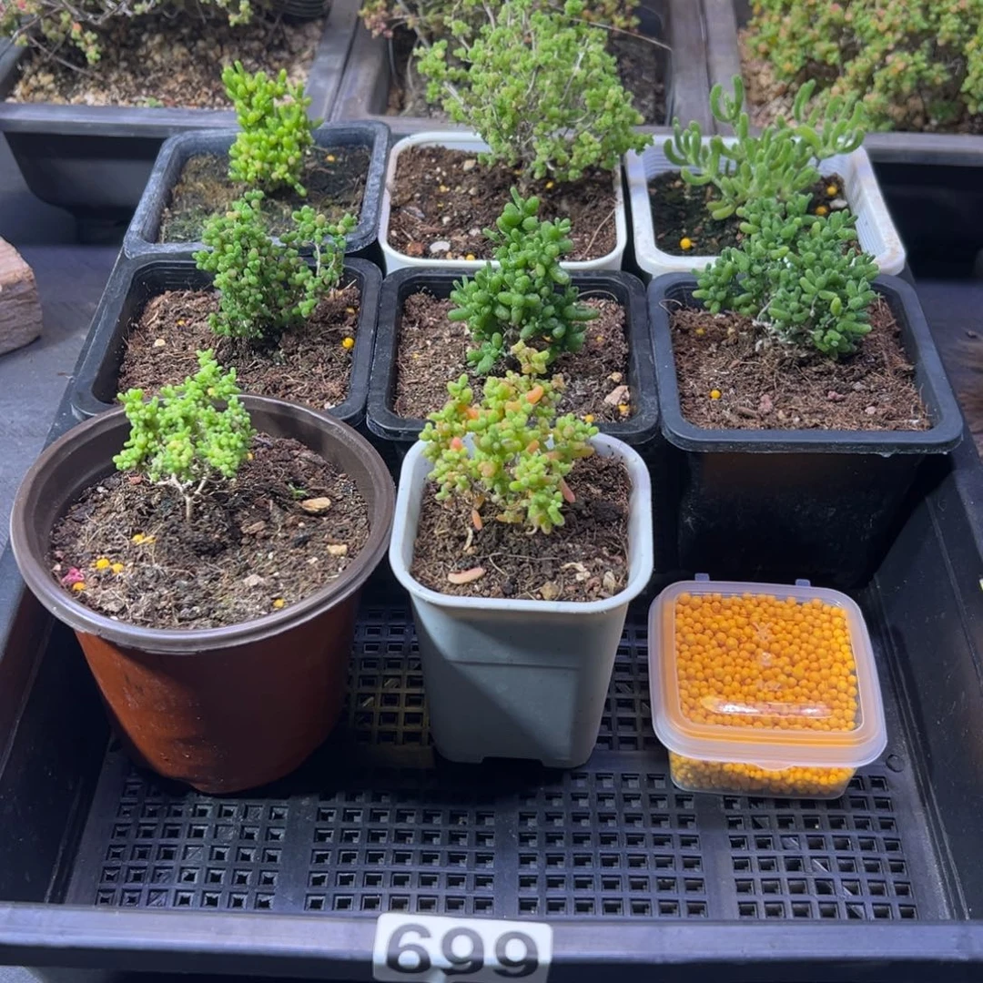 枝干番杏番多肉植物699安