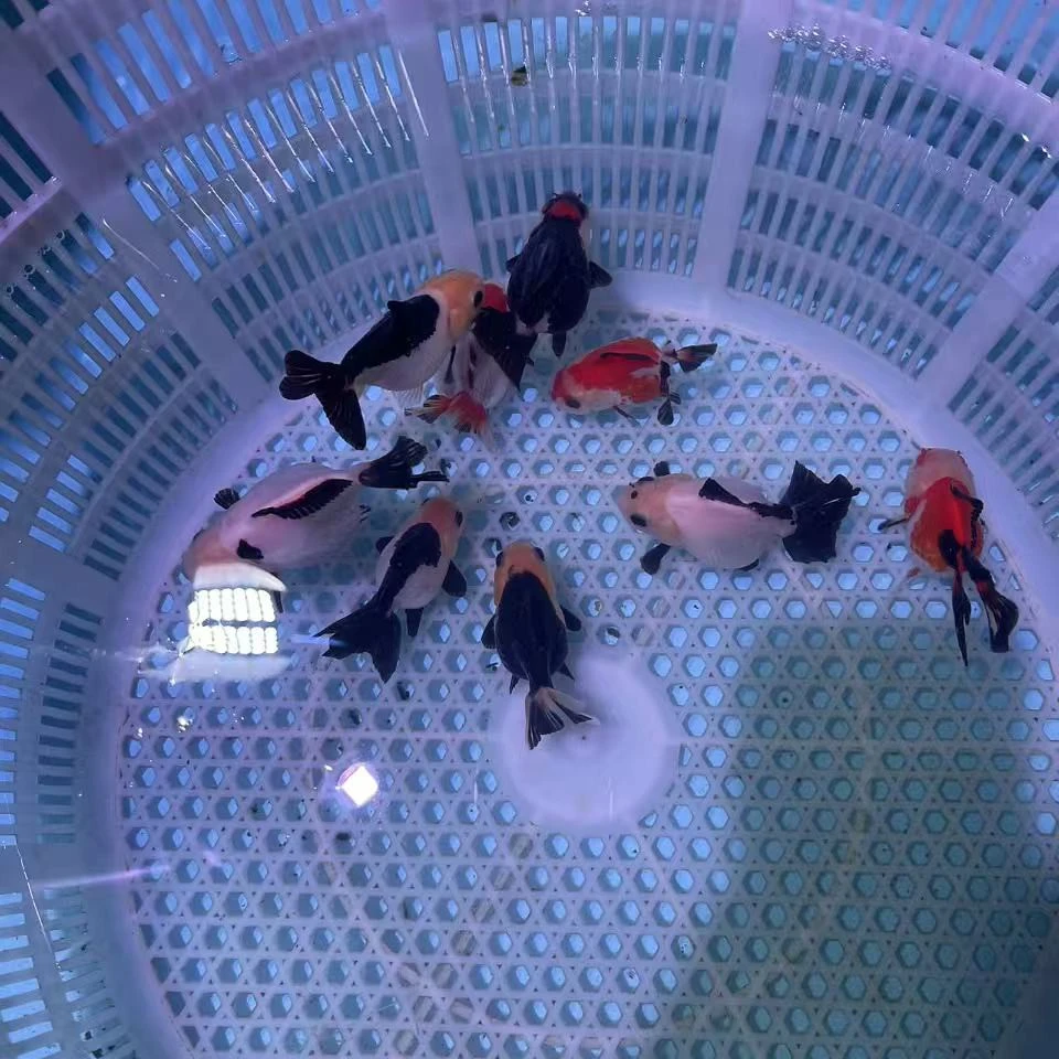 熊猫玛丽，8公分！！暴力合缸无开箱视频不售后