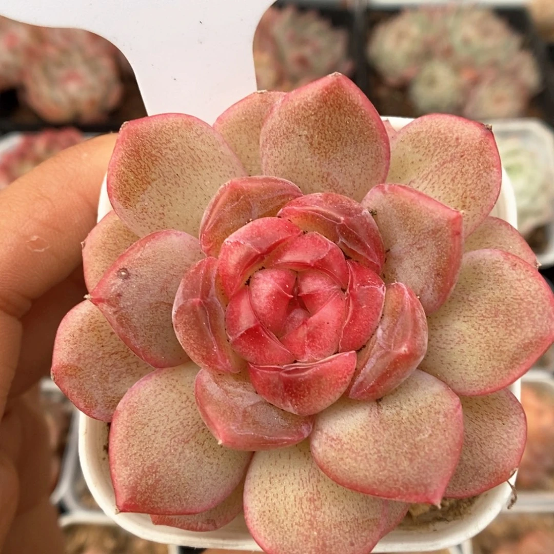 琴心可拍521号。