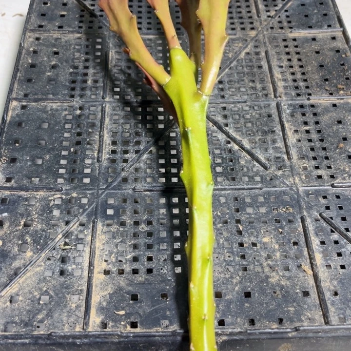 当前无花栽培后可以开花666