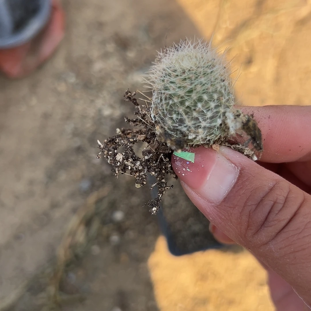 多肉植物宝山系列