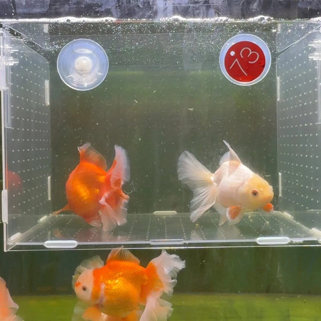 金鱼兰寿泰狮金鱼