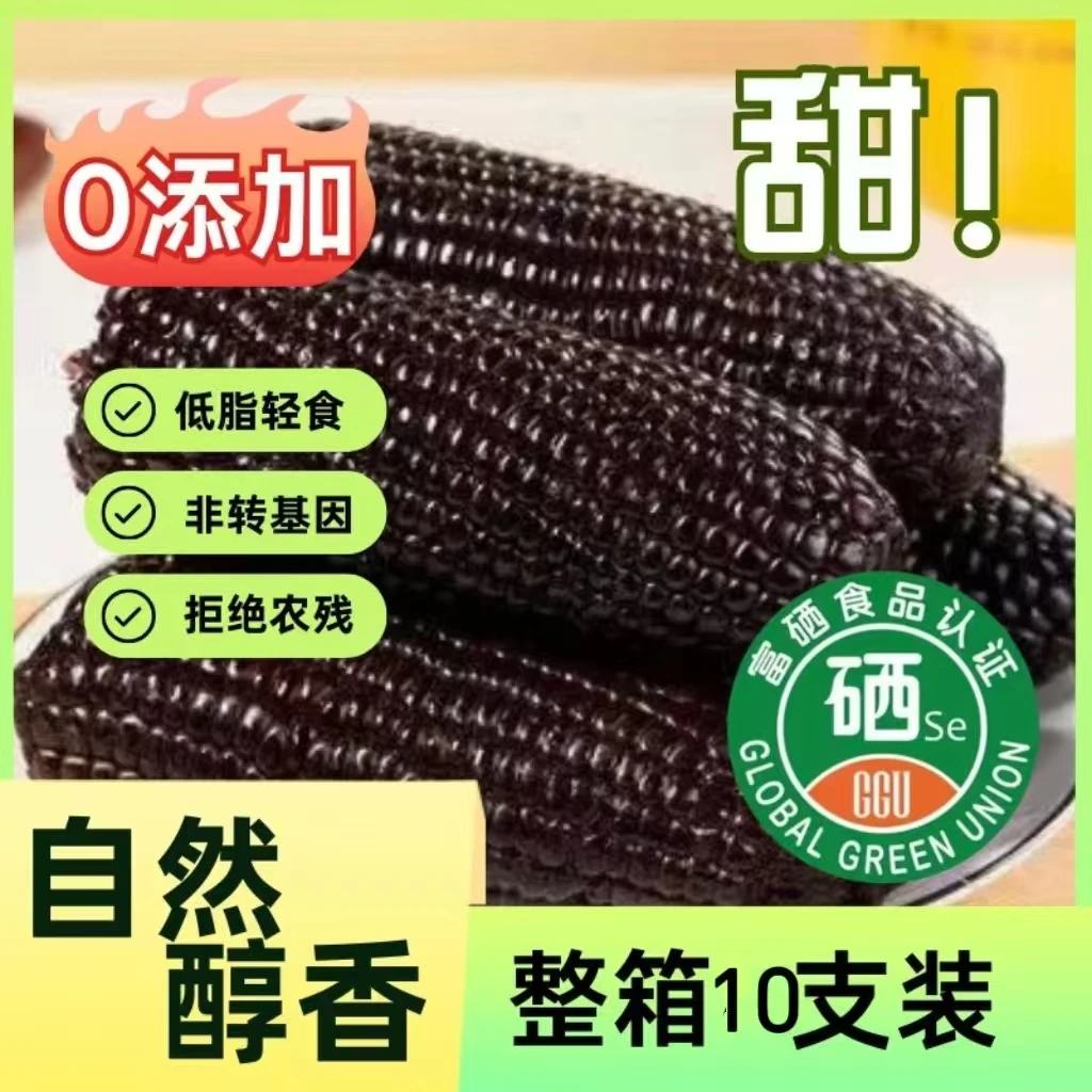 【柳香韵糯】长白山 鲜食 富硒黑糯玉米 10只装 【支持试吃2只】