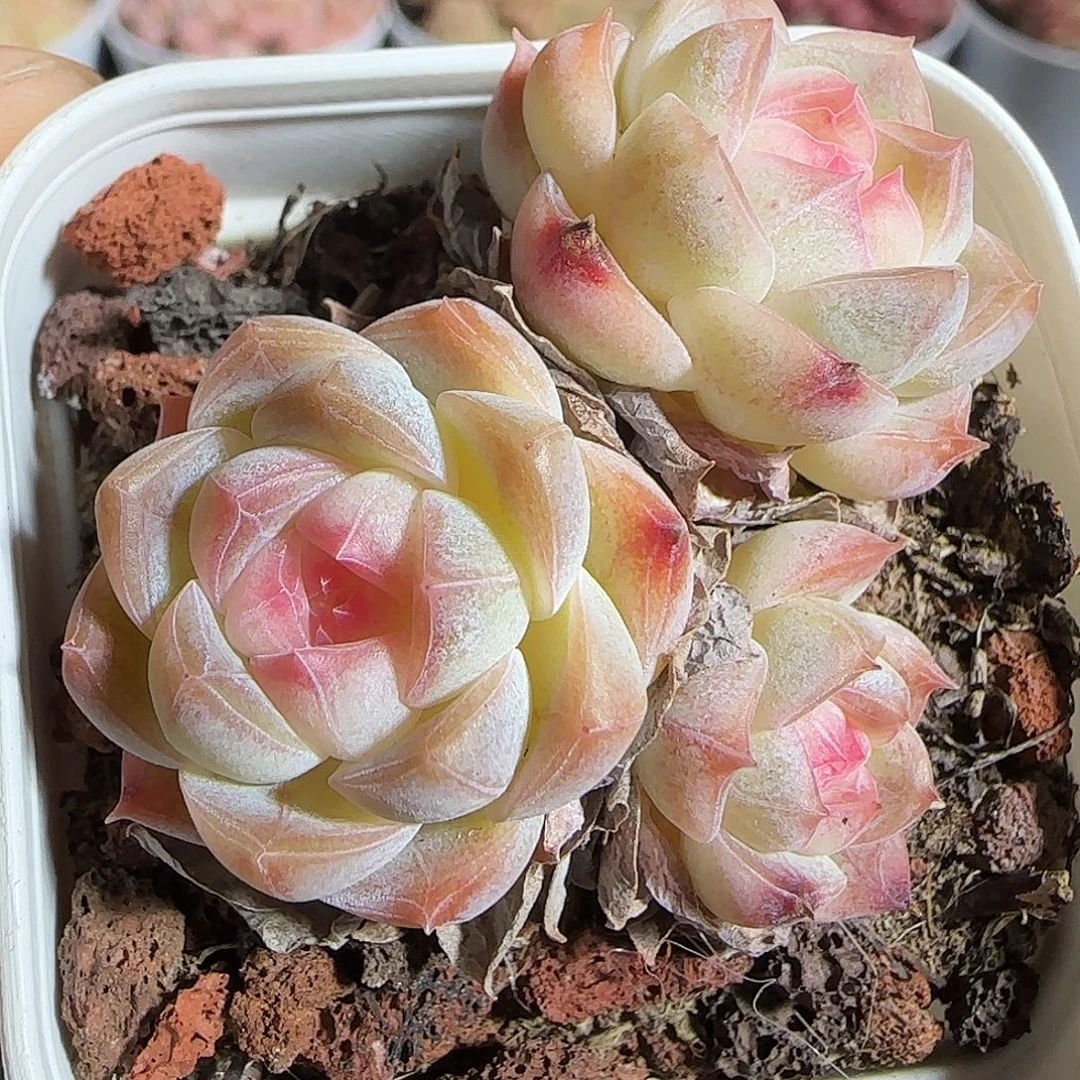 多肉1221-05樱花梦