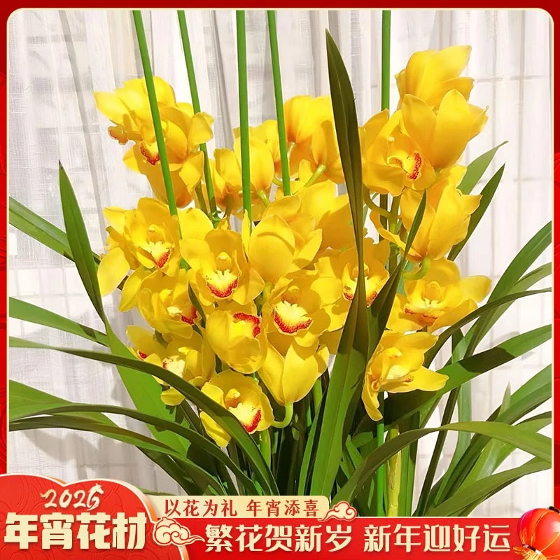 【云舍花卉】AAA【黄金岁月】5剑大花蕙兰【带原盆】单件包邮不支持凑单