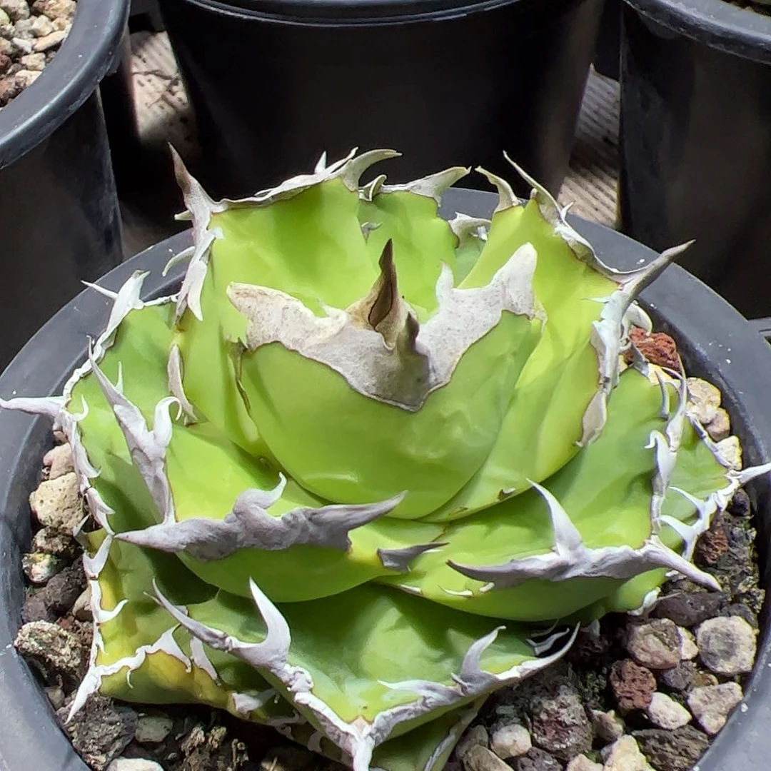 A****℡螃蟹龙舌兰仁王冠植物