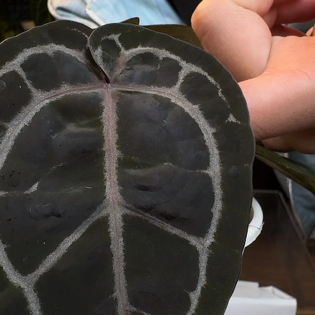 完全开放O67紫水晶杂米歇尔叶损无售后