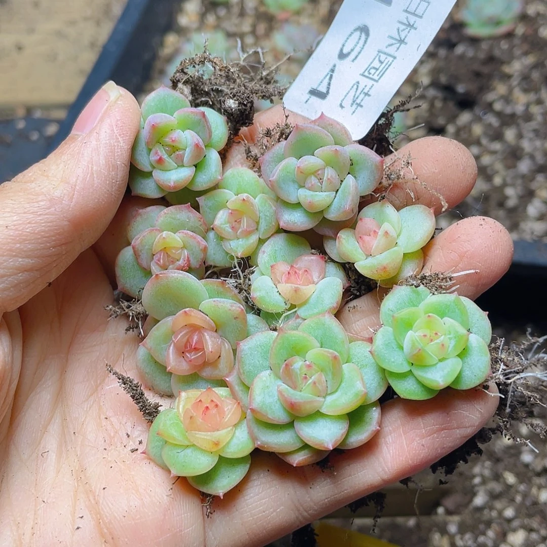 多肉植物多肉植物164