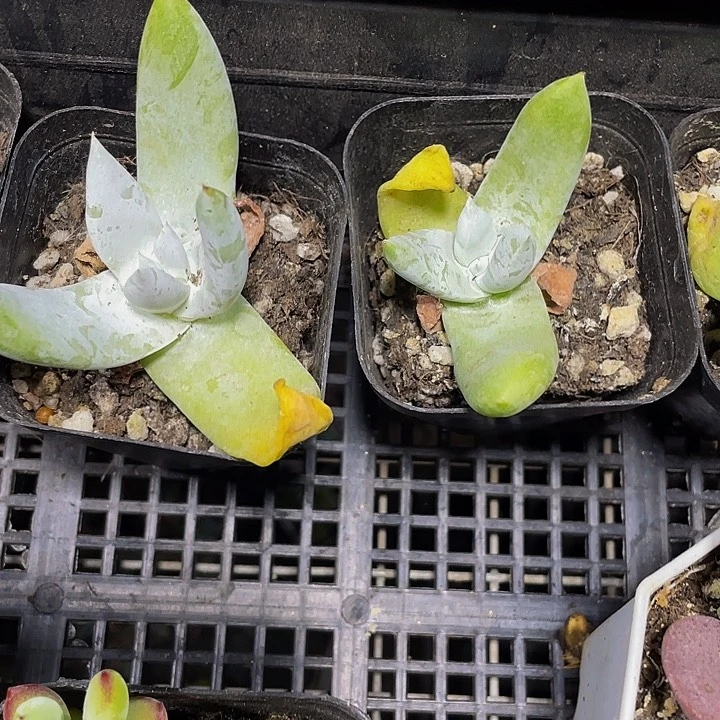 拇指仙女杯带盆土发