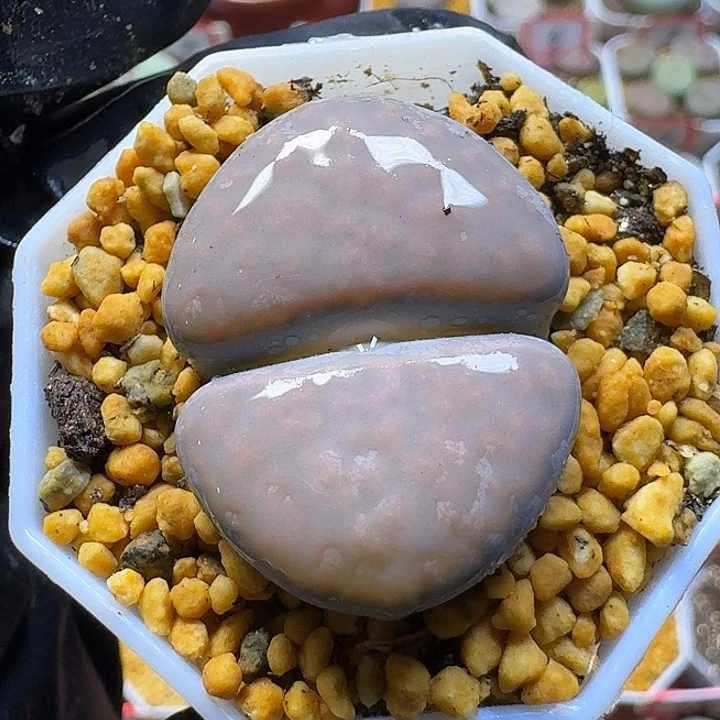 生石花3:：：：。  8号。 3.1左右