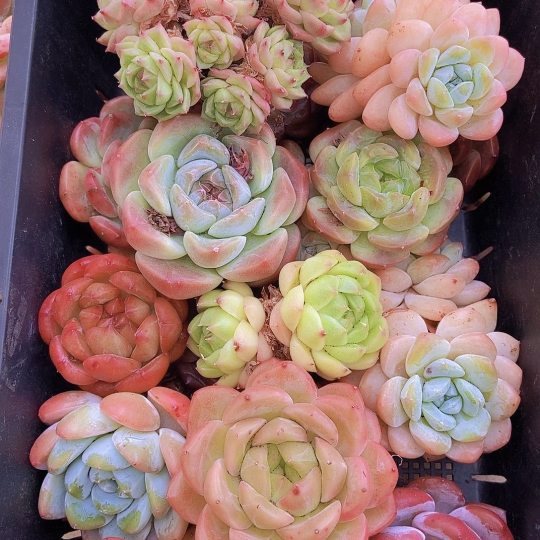 0000002量拍保底20颗，大