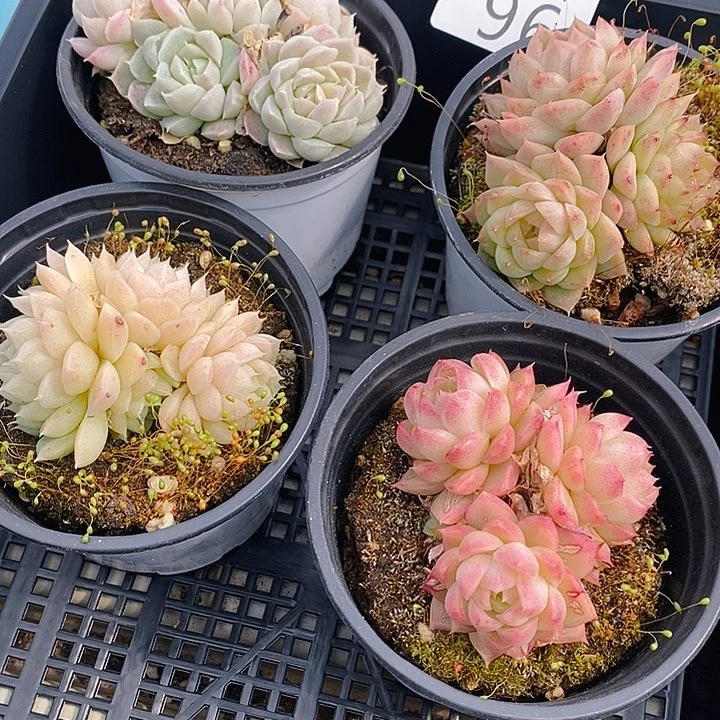 96 多肉植物盆栽花卉植物