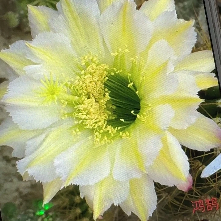 鸿鹄侧芽5公分毛花柱