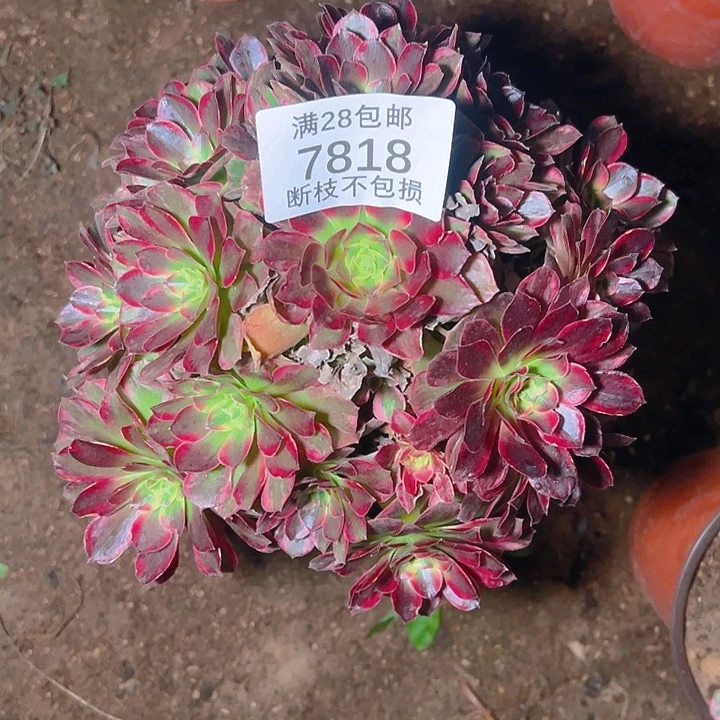 7818安娜多肉植物