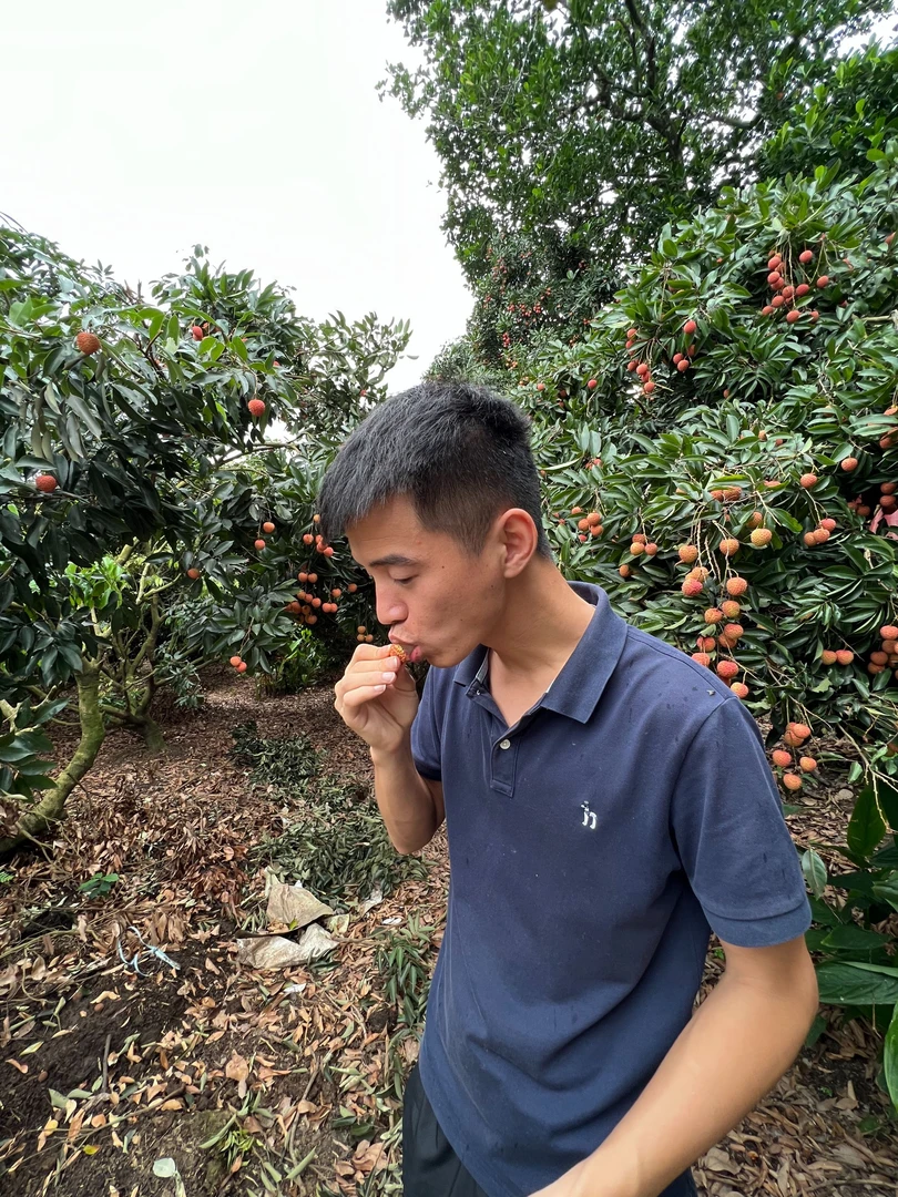 【顺丰京东快递包邮】广东茂名高州 桂味荔枝 现摘现发 坏果包赔