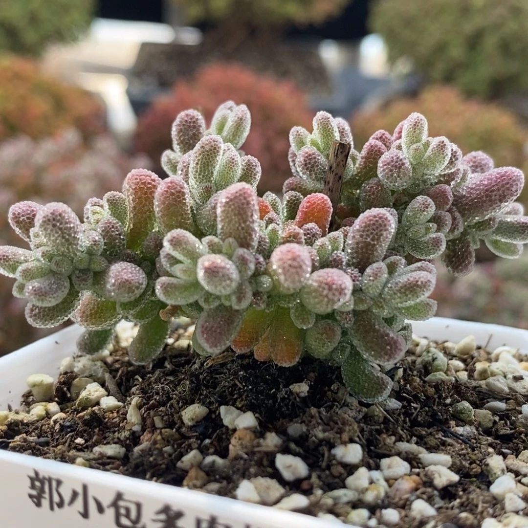 冰钻3974枝干番杏