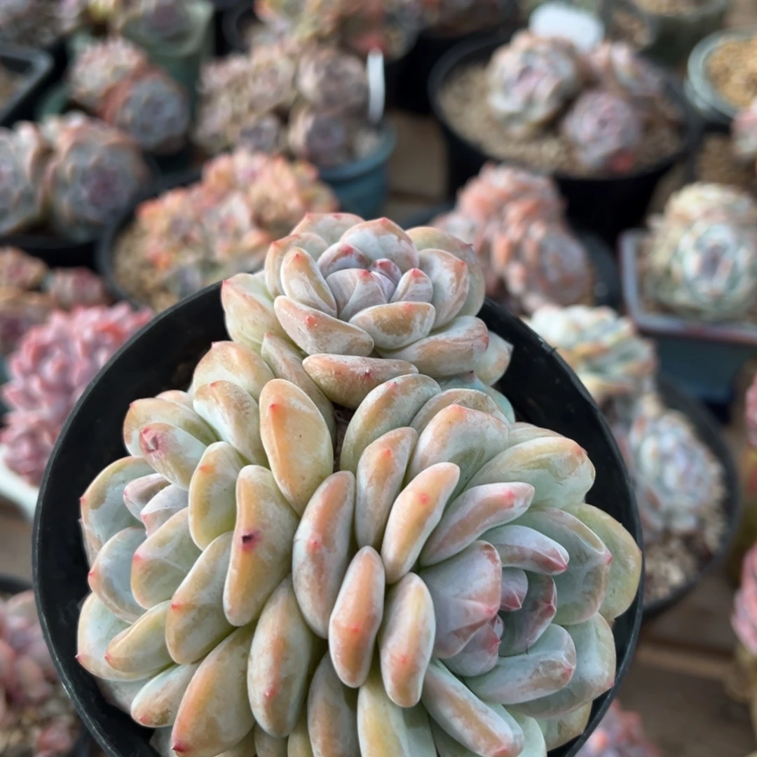 三头大包脸绿地紫心
