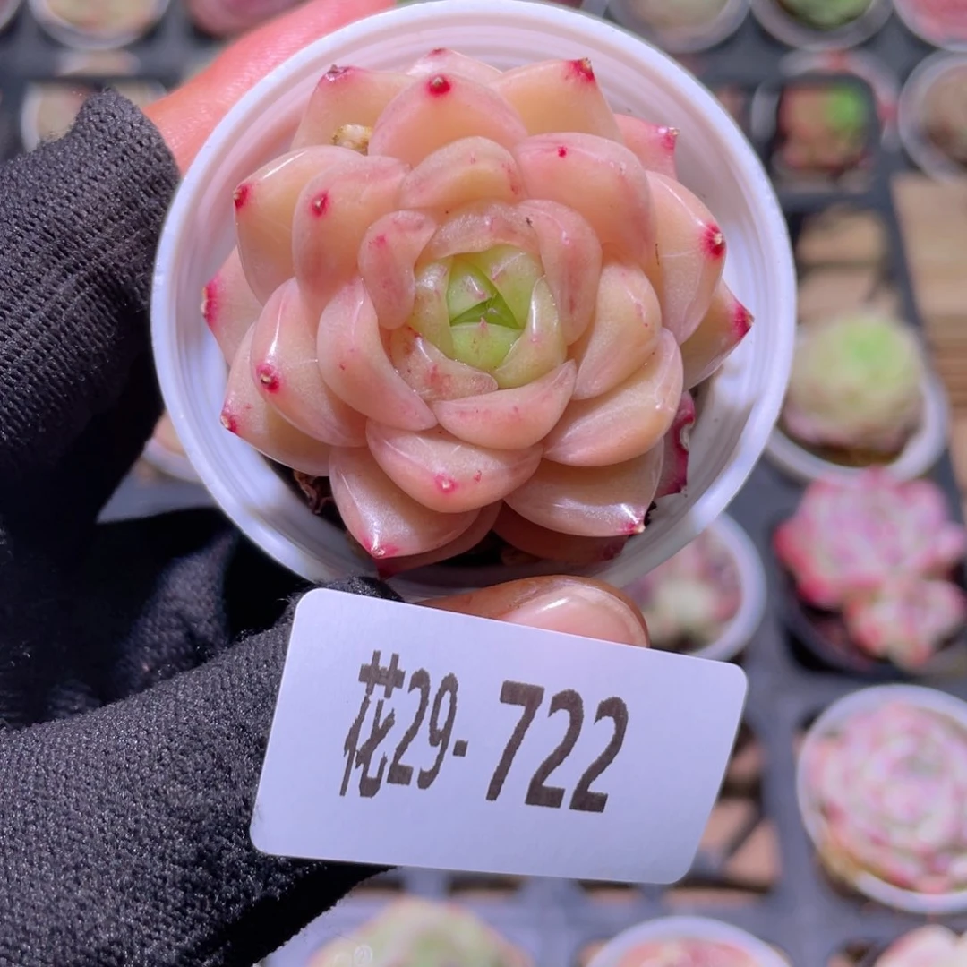 花利美29-722麦秆