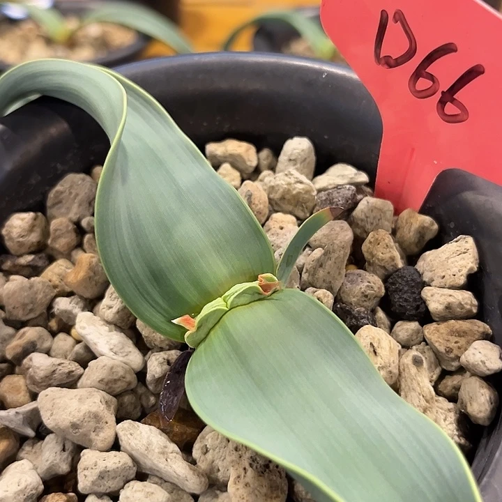 汤圆植物D66百岁兰