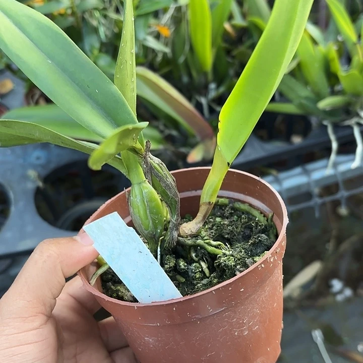 完全开放蔚蓝天空