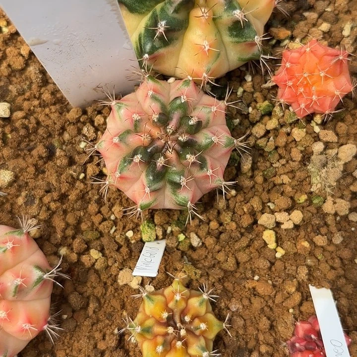 136-0603泰国发货多肉