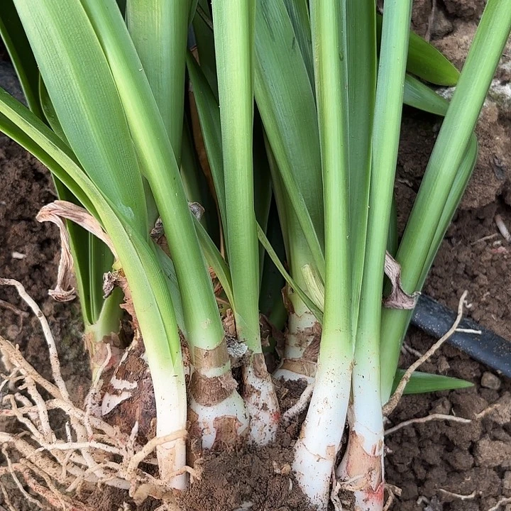 一***泡糖果戴斯有标坨坨8186