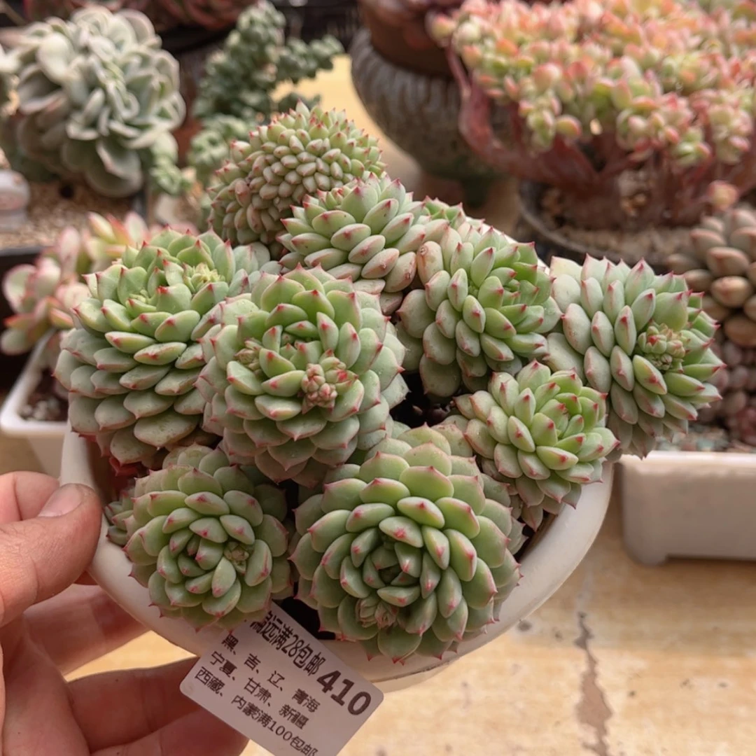 【闪购商品】410不包整