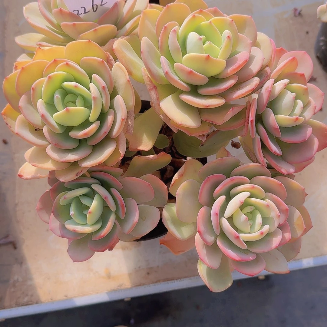 金****灵2262白月光多肉植物