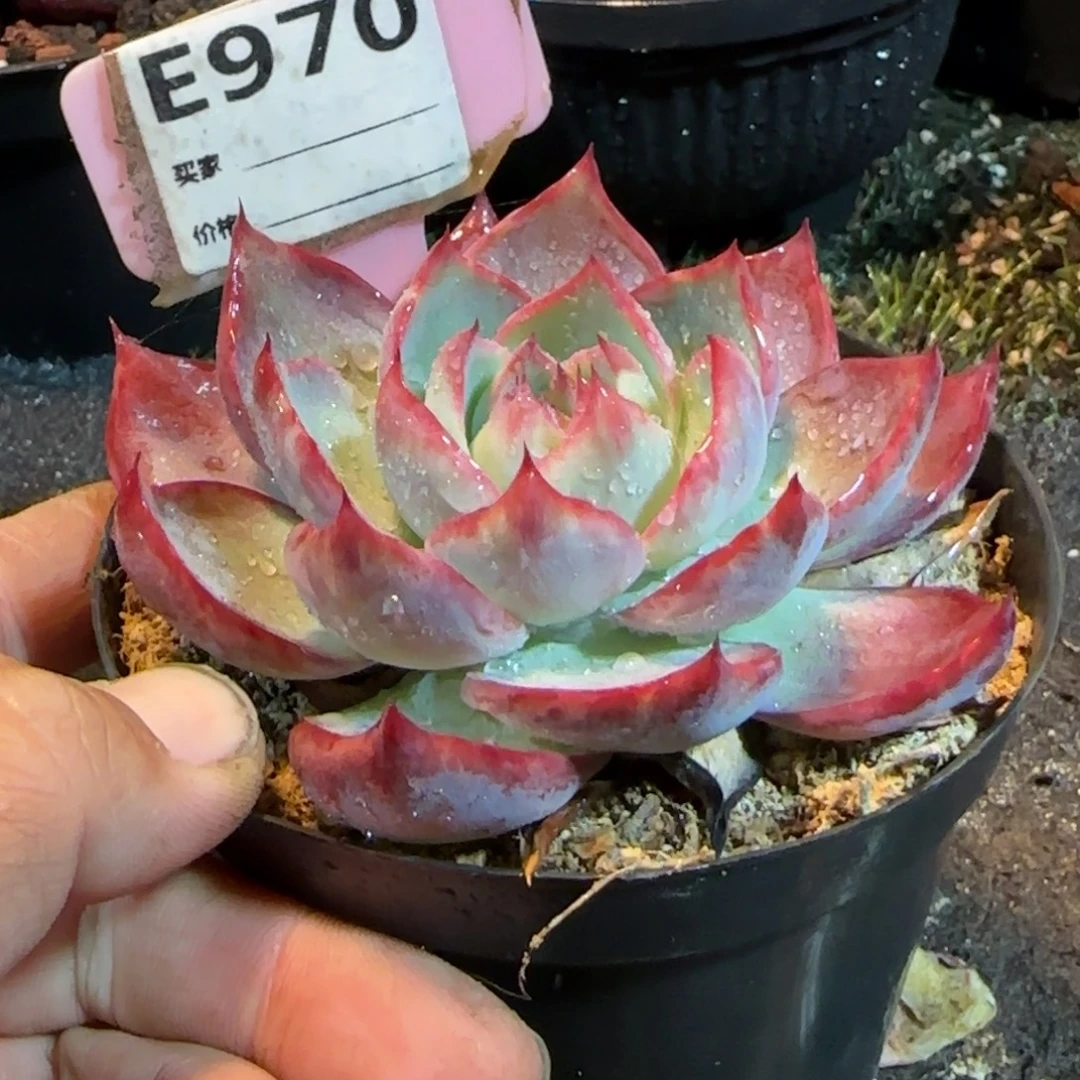 惊鸿一物一拍包装收缩花旱970