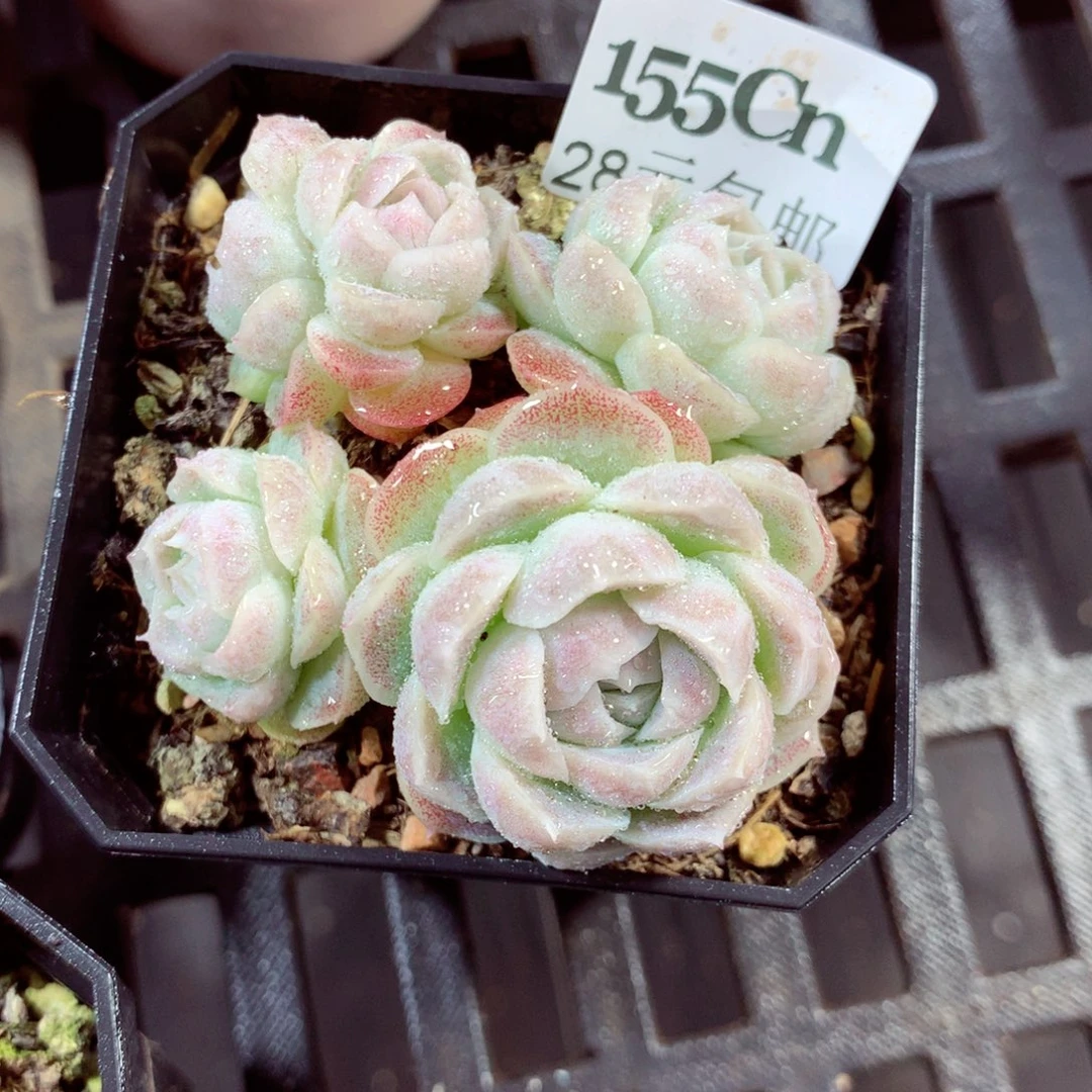 5厘米盆精控多肉155