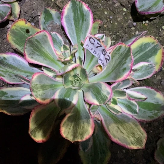 752青花瓷15厘米满崽多肉量拍