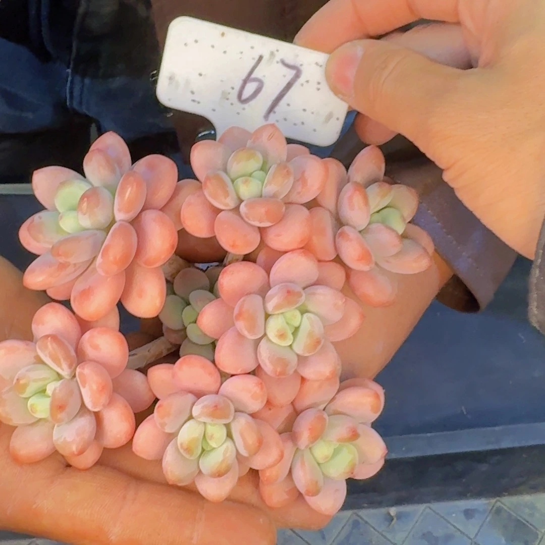 多肉植物的生长发育和生长