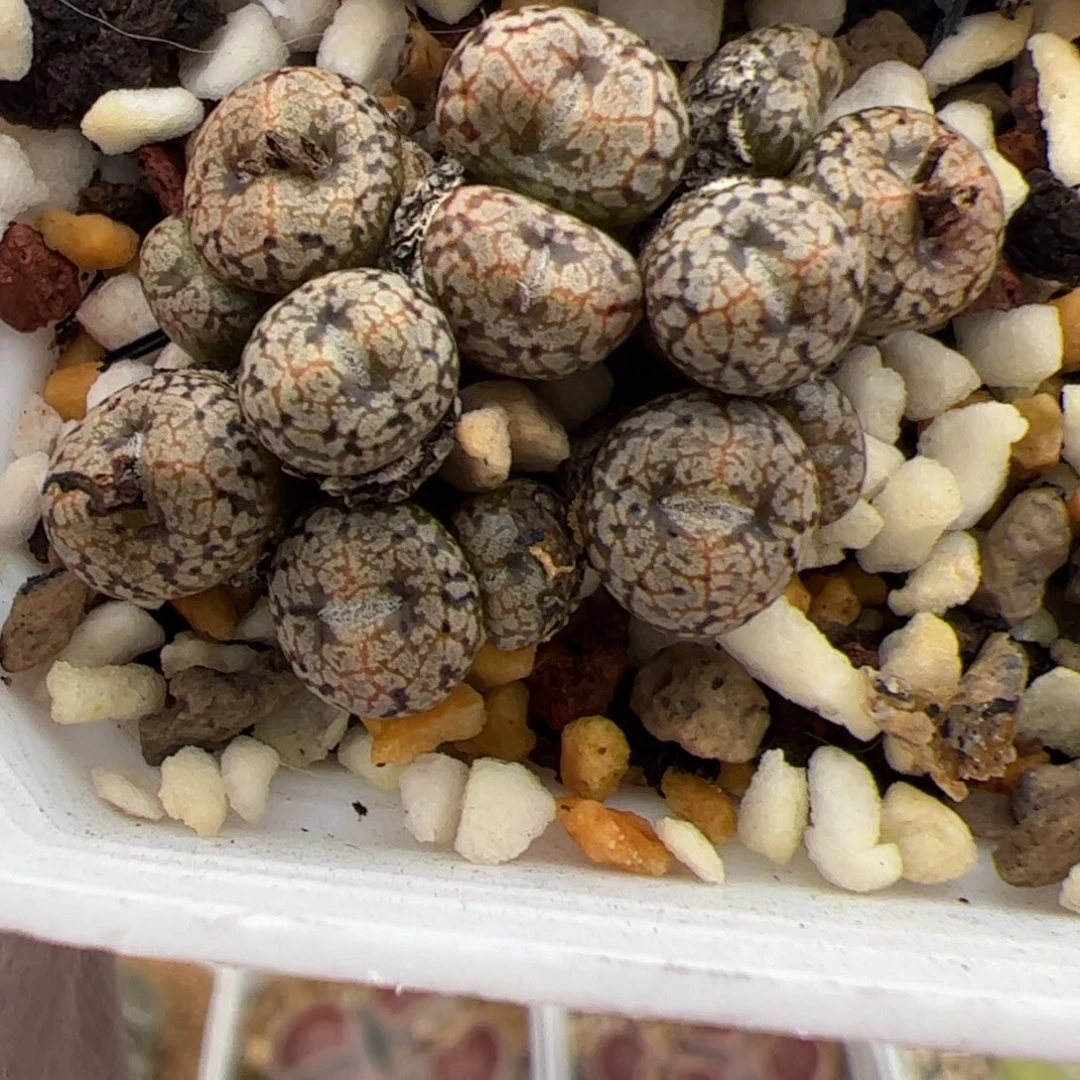 0292号康菩提 多肉植物