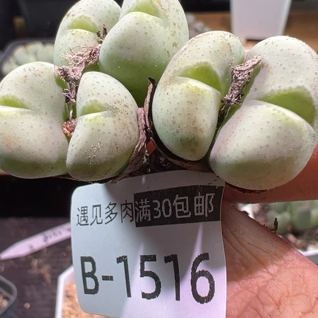 多肉植物111111111111