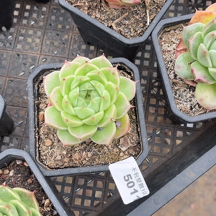 阿雅园艺。        5011麦秆