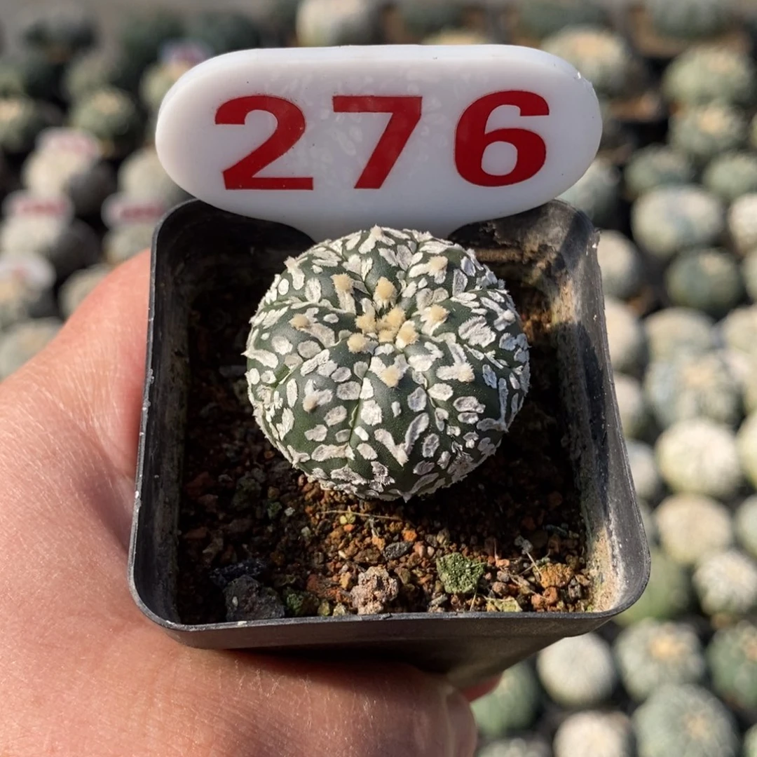 276浓白V超兜来啦