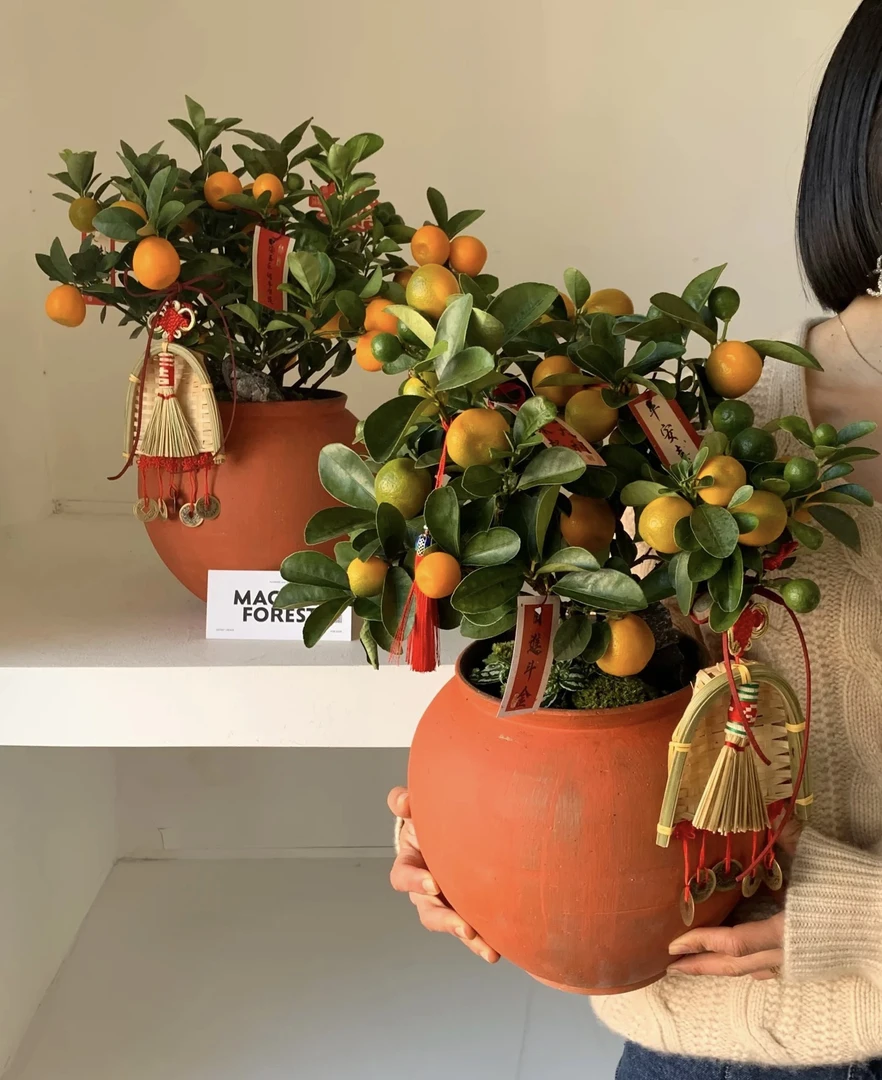四季年桔,四季开花,阳台庭院客厅大门植物绿植