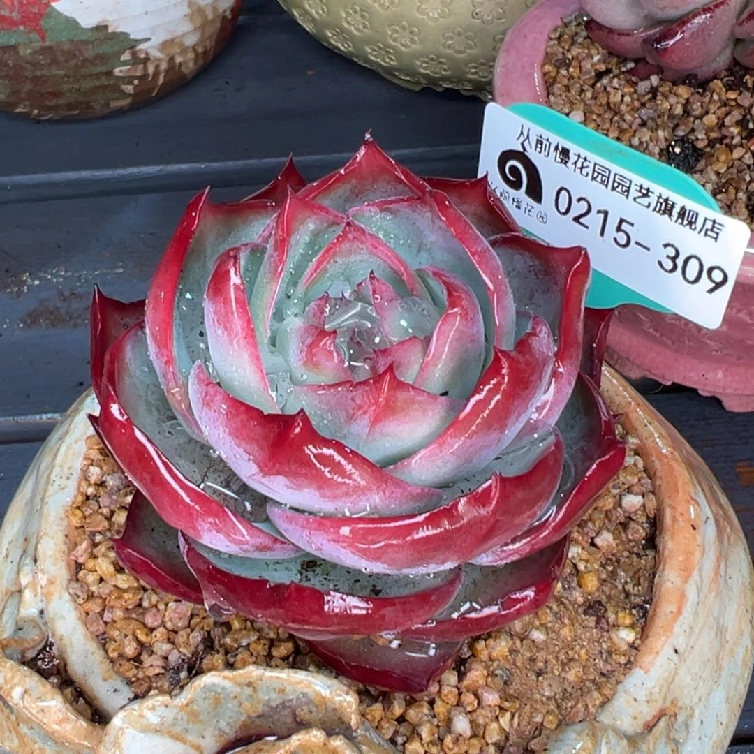 从前慢多肉精选编号0215.309