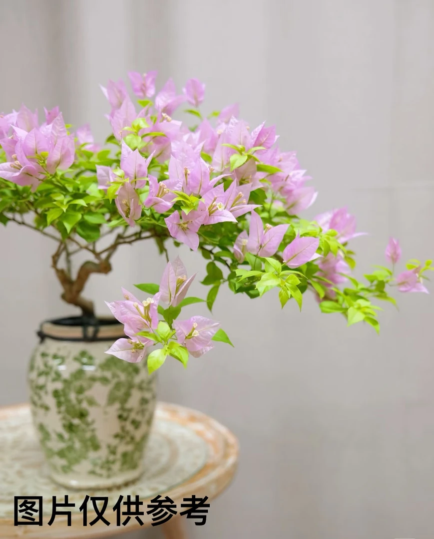 【粉红豹】【包对版】三角梅四季勤花爬藤垂吊盆栽（无售后）