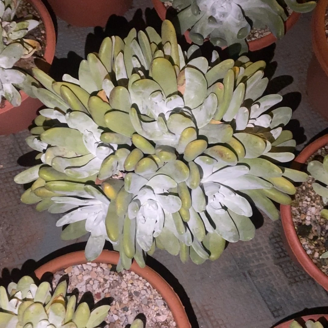 峻***岭福利多肉植物啦啦啦