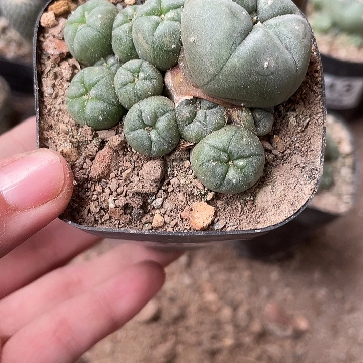 245仙人球开花植物