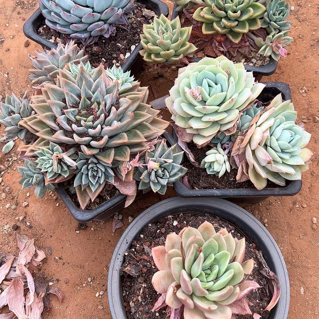 姜****4多肉植物一物一拍