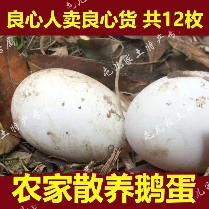 （屯儿家推荐）农村散养大鹅蛋（单个100g以上）